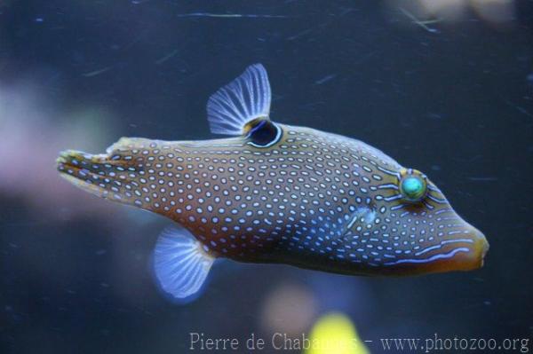 Papuan toby