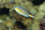 Blacktail chromis *