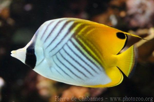 Threadfin butterflyfish