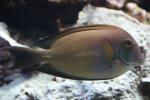 Striated surgeonfish