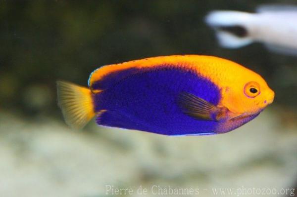 Orangeback angelfish