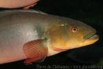 Orange pike cichlid *