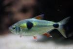 Bucktooth tetra