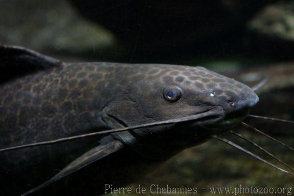 Leopard catfish