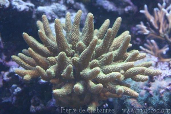 Giant table coral