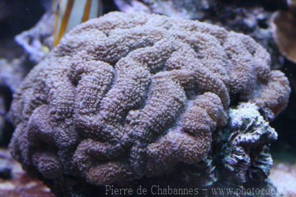 Large brain root coral