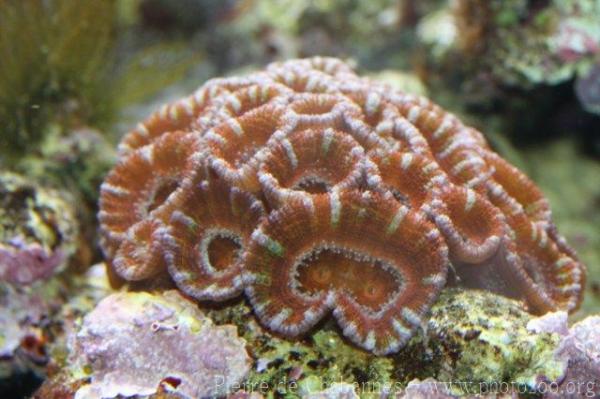 Lord Howe's starry cup coral