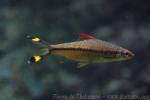 Red line torpedo barb