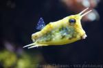 Longhorn cowfish *