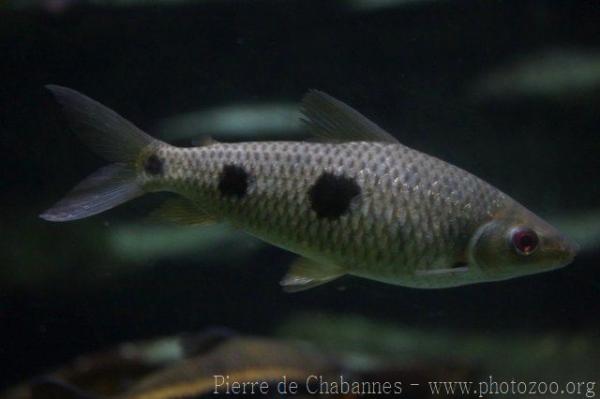 Threespot leporinus