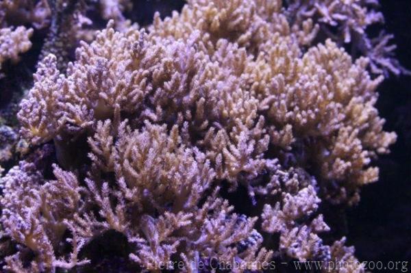 Broccoli coral