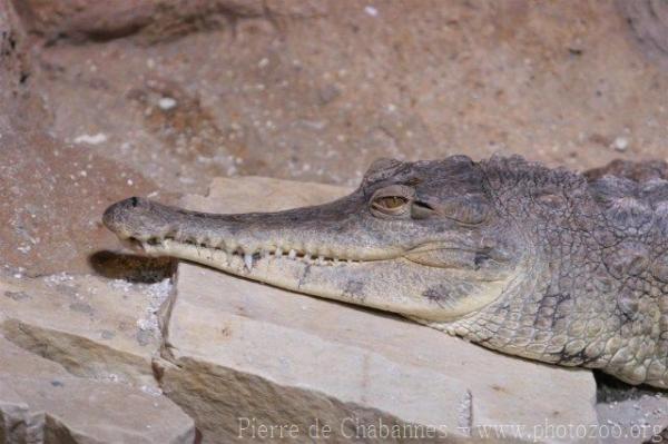 Slender-snouted crocodile *