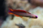 Elegant firefish *