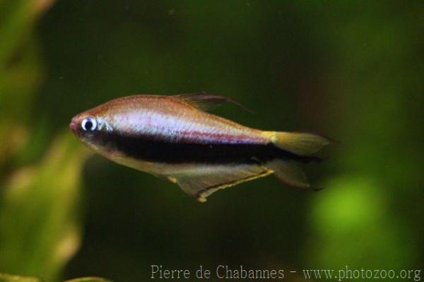 Emperor tetra