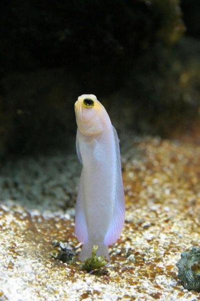 Yellowhead jawfish *