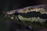 African snakehead