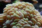 Common bubble coral