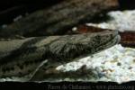 Barred bichir