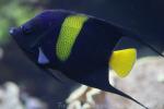 Arabian angelfish