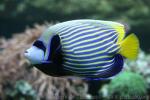 Emperor angelfish