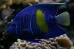 Yellowbar angelfish