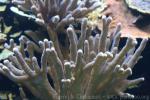 Velvet finger coral