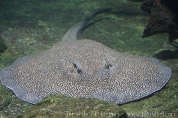 Smallspot river stingray