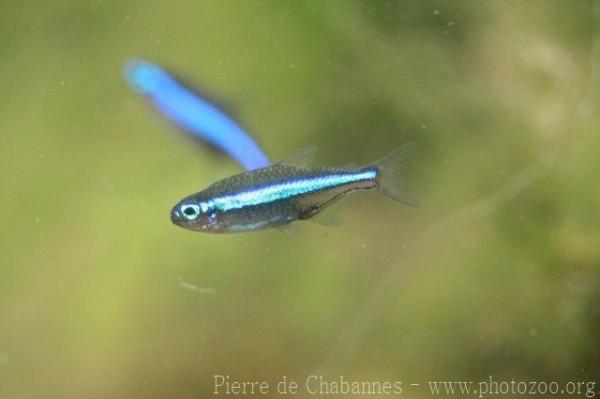 Green neon tetra