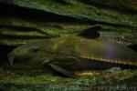 Ripsaw catfish