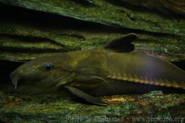 Ripsaw catfish