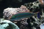 Splendid pencil wrasse *