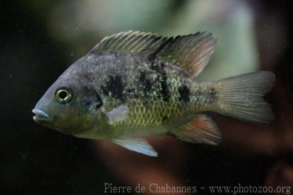 Grandidier's Madagascar cichlid