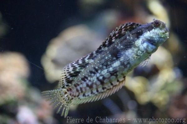 Jewelled blenny