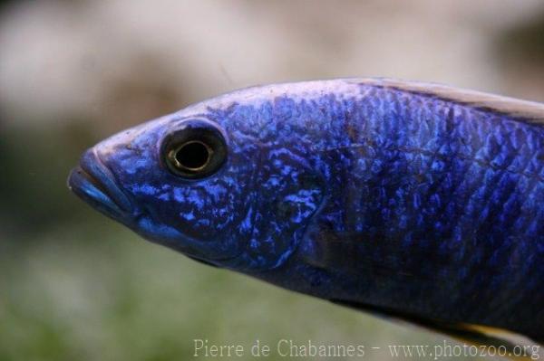 Fryer's azure cichlid