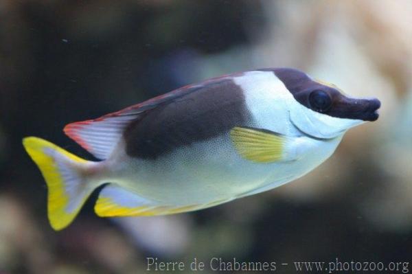 Magnificent rabbitfish