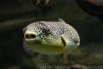 Fresh water puffer fish