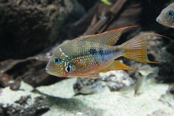 Spotfin thorichthys *