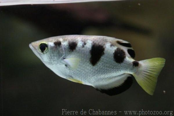 Seven-spot archerfish