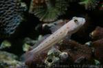 Maiden goby