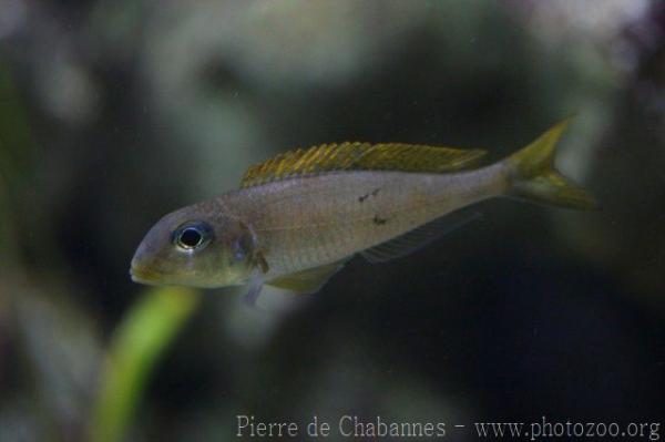 Yellow Sand Cichlid