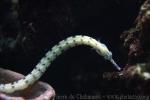 Scribbled pipefish