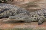 Nile crocodile