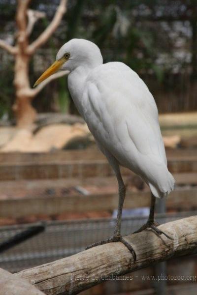 European cattle egret