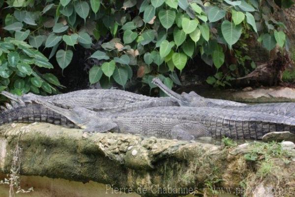 Indian gharial