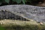 Indian gharial