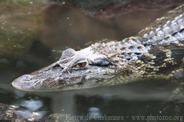 Black caiman