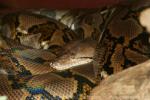 Reticulated python