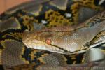 Reticulated python