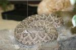 Western diamondback rattlesnake