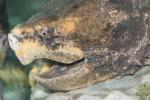 Alligator snapping turtle